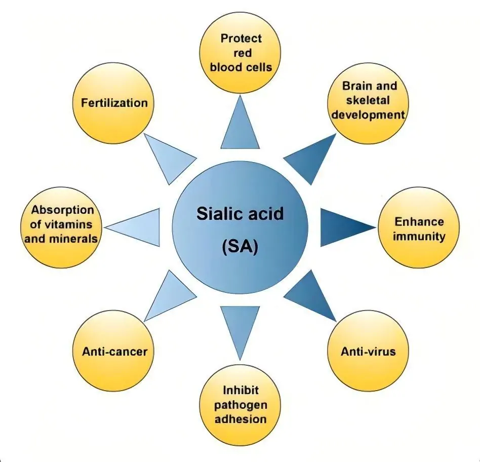 Sialic Acid 